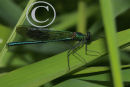 Banded Demoiselle